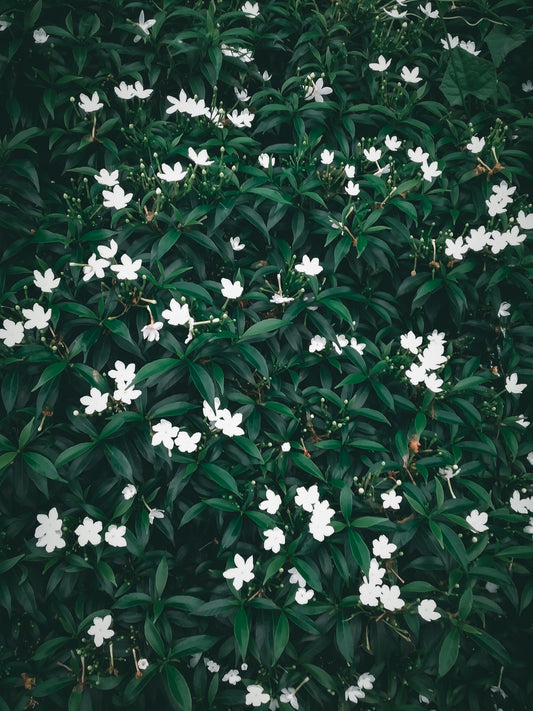 Gucci Bloom (W)