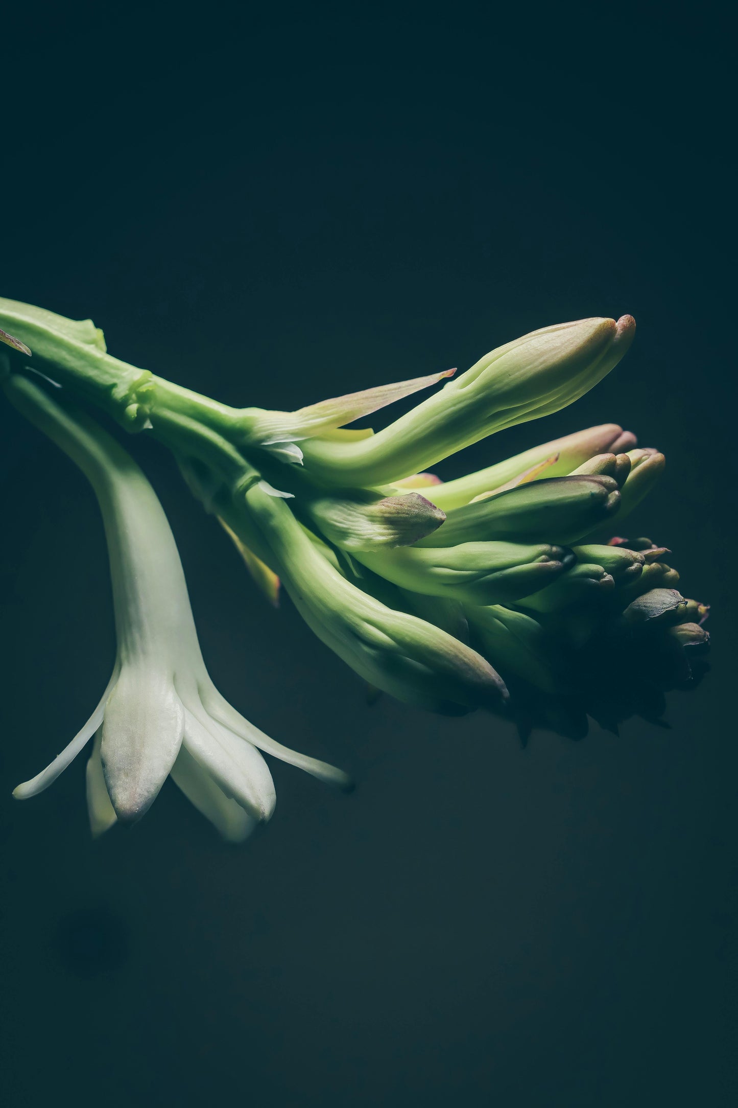 Gucci Bloom (W)